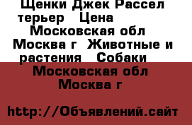 Щенки Джек Рассел терьер › Цена ­ 20 000 - Московская обл., Москва г. Животные и растения » Собаки   . Московская обл.,Москва г.